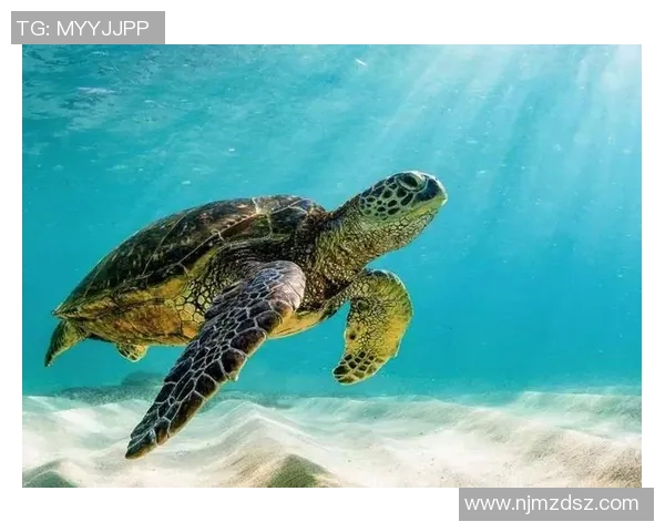 火星足球明星降临地球引发的奇幻赛事与人类的友谊之旅